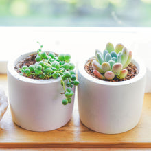 Load image into Gallery viewer, CONCRETE POTS | WHITE