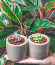 Load image into Gallery viewer, Succulent plant pots with two baby succulents - best succulent pots