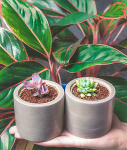 Succulent plant pots with two baby succulents - best succulent pots