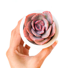 Load image into Gallery viewer, the ECHEVERIA box